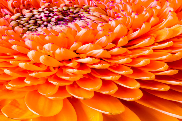 Kleurrijke kunst stilleven zonovergoten oranje gerbera bloesem macro - Foto, afbeelding