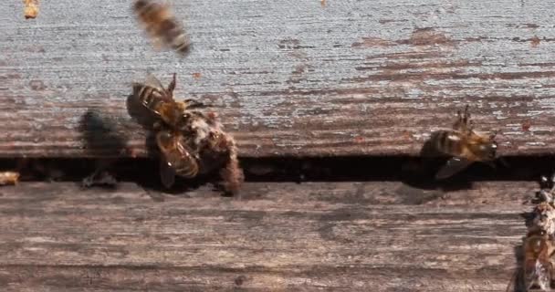 European Honey Bees, apis mellifera, Bees standing at the Entrance of The Hive, Bees exiting the silks of False Ringworm of the Colony, Bee Hive in Normandy, Real Time 4K - Felvétel, videó