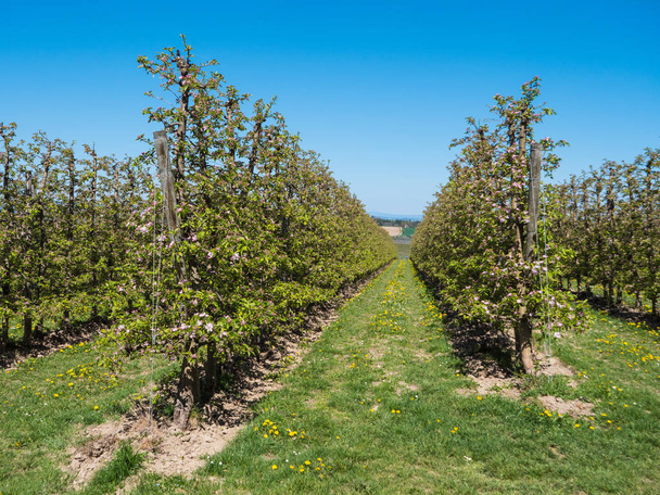 Plantación de manzana en plena floración
 - Foto, imagen