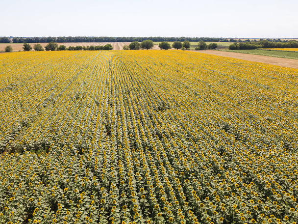 Drohnenaufnahme des Sonnenblumenfeldes, grüne und gelbe Streifen - Foto, Bild