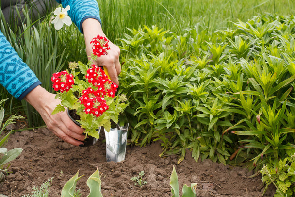 Gardener is planting verbena in the ground in a garden bed. - Photo, Image