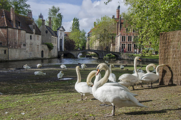 Kilátás a tér hattyúk közelében Begijnhof Bruges, Belgium. A történelmi Bruges óvárosában található hattyúk számára kijelölt terület. - Fotó, kép