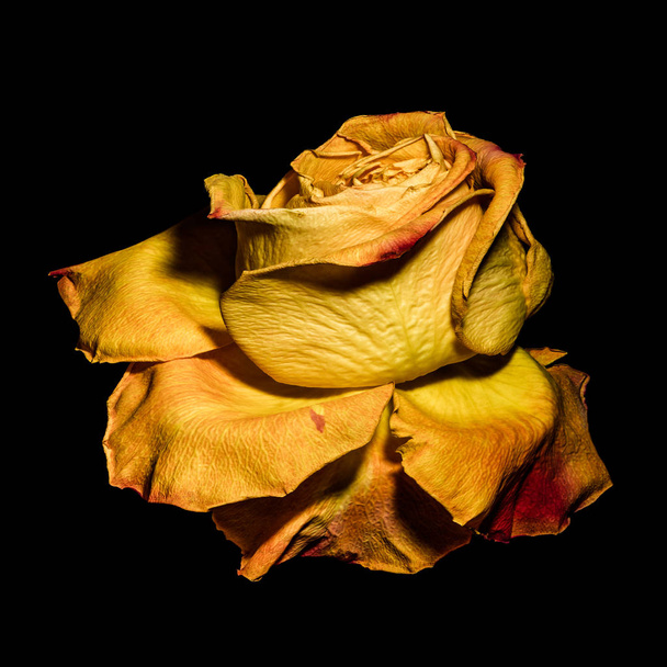 σουρεαλιστικό χρυσό λουλούδι κίτρινο τριαντάφυλλο μακροεντολή, ηλικίας μεμονωμένων απομονωμένη - Φωτογραφία, εικόνα