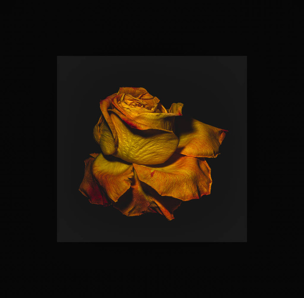 σουρεαλιστική ρετρό κόκκινο τριαντάφυλλο ανθίσει μακροεντολή, ηλικίας μόνο - Φωτογραφία, εικόνα