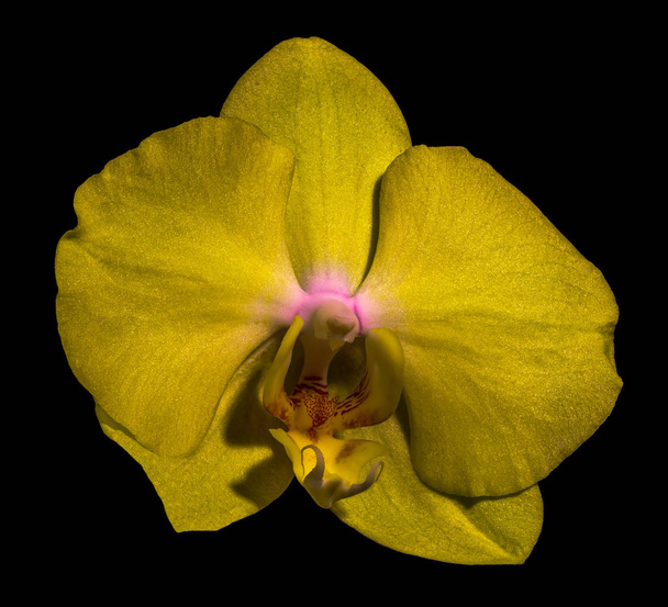 Makró egy sötét sárga elszigetelt orchidea Blossom fekete alapon - Fotó, kép