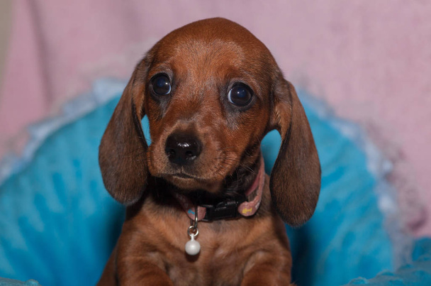 Photoshoot of dachshund puppies. - 写真・画像