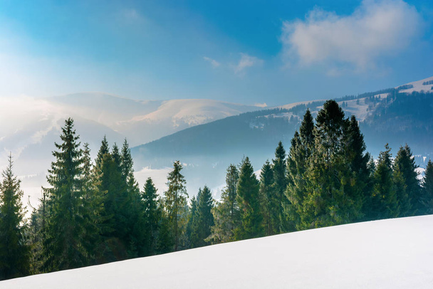 spruce forest on a snow covered mountain meadow - Foto, afbeelding