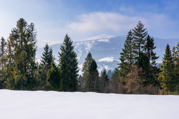 spruce forest on the snow covered mountain meadow - Fotoğraf, Görsel