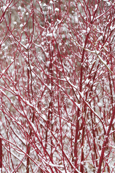 Гілки червоної ялинки зі снігом взимку
 - Фото, зображення