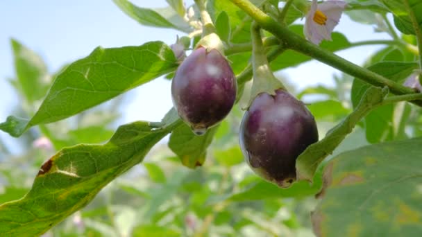 Las gotas de rocío en eggplant por la mañana - Metraje, vídeo