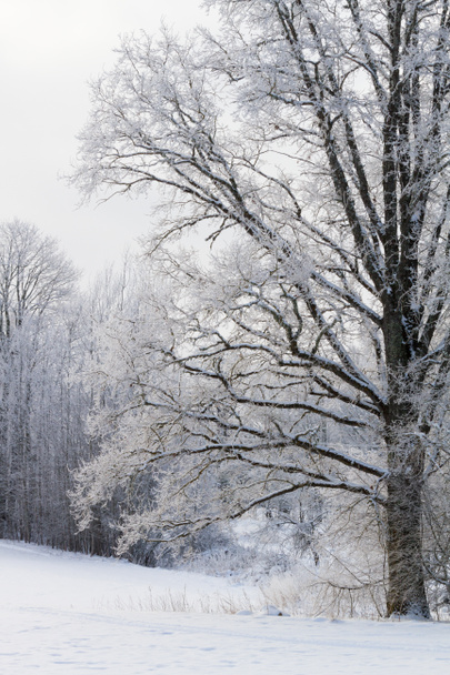 Luminen maisema talvikaudella
 - Valokuva, kuva
