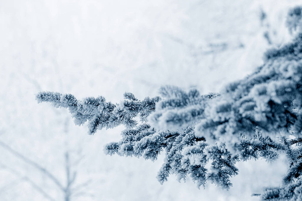 Frozen tree branches - 写真・画像