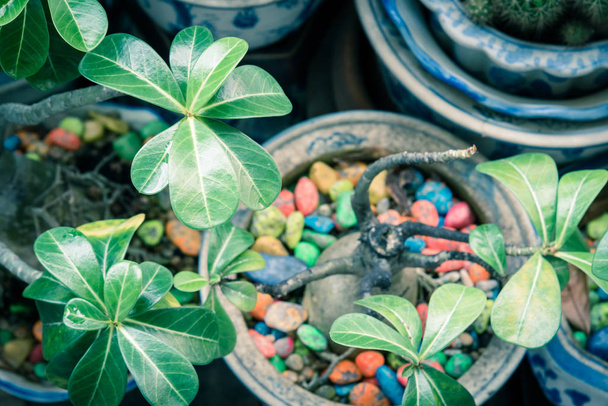 Close-up cacto e flores vasos de cerâmica com pedra colorida no pátio jardim de condomínios de Singapura
 - Foto, Imagem