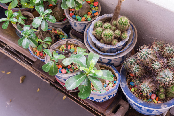 Close-up cactus and flowers ceramic pots with colourful stone at patio garden of Singapore condos - Valokuva, kuva