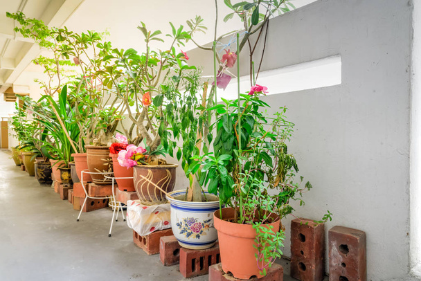 Flores orgânicas, legumes e ervas vasos sobre varanda jardim de habitação pública em Singapura
 - Foto, Imagem