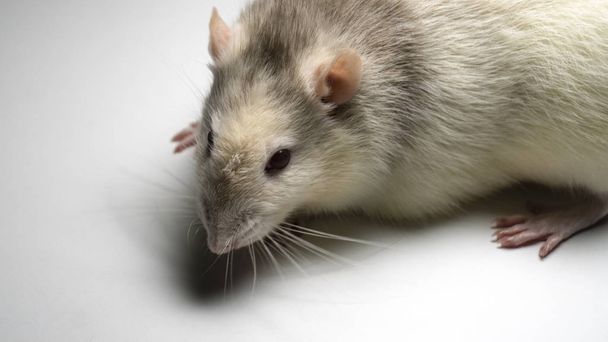 Háziasított patkány-háttérben - Fotó, kép