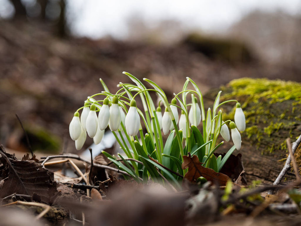 Jarní sněhová vločka (Galanthus) - Fotografie, Obrázek