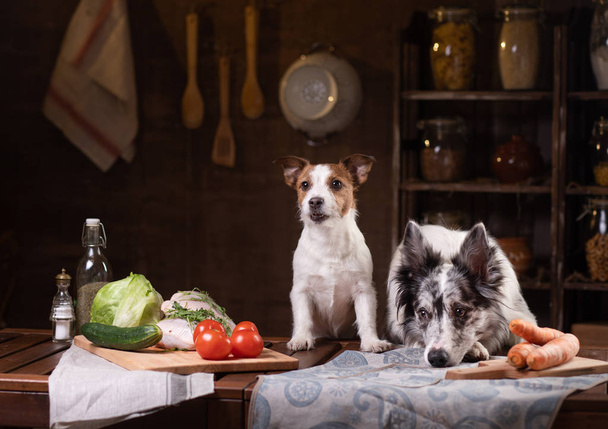two dogs in the kitchen are preparing food. Jack Russell Terrier and Border Collie. pet feeding, natural, raw diet - 写真・画像