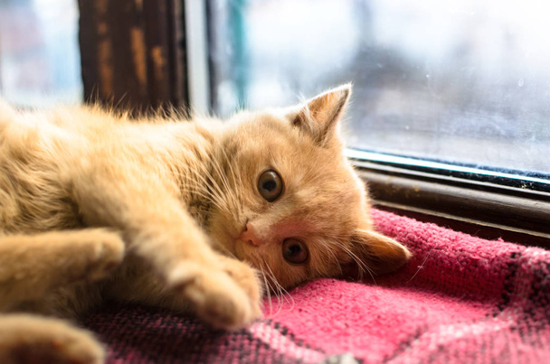 Little red kitten lies and basks on a blanket on the windowsill next to the window behind which it is frosty - Photo, Image