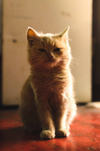Malé červené koťátko na podlaze kuchyně dělá legrační obličeje, fotky pro memy, jasná teplá silueta - Fotografie, Obrázek