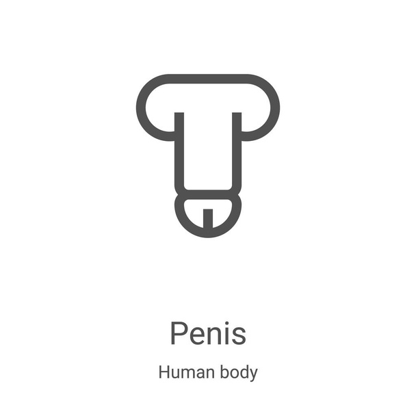 penis icon vector from human body collection. Thin line penis outline icon vector illustration. Linear symbol for use on web and mobile apps, logo, print media - Vector, Image