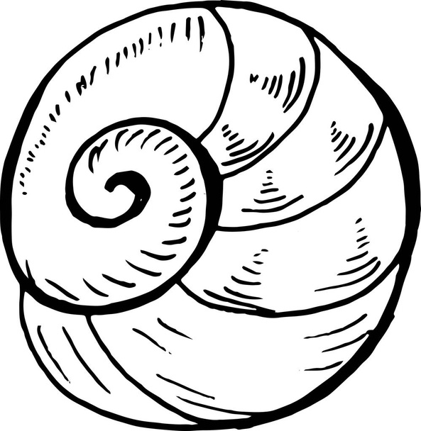 Sea animal drawing. Ancient marine spiral motive. - Vetor, Imagem