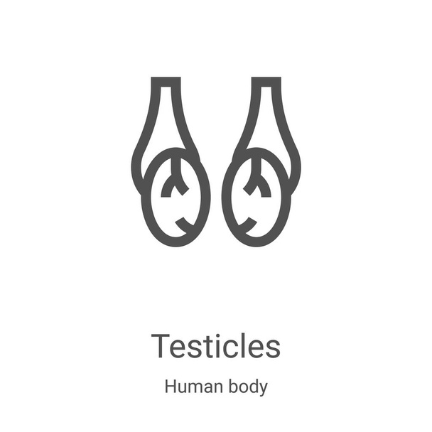 testicles icon vector from human body collection. Thin line testicles outline icon vector illustration. Linear symbol for use on web and mobile apps, logo, print media - Vector, Image