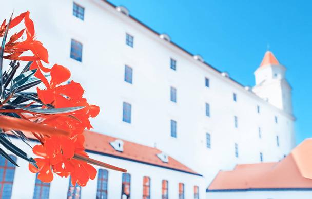 Punaiset kukat ja Bratislavan linna taustalla, Bratislava, Slovakia
 - Valokuva, kuva