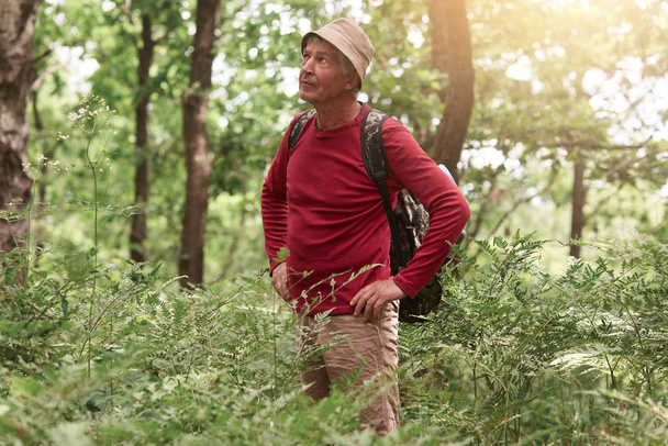 Hiker man hiking in forest, standing among trees with hands on hips and looking atraight ahead, senior male wearing casual clothing walking in wood. Caucasian model posing outdoors in nature. - Foto, imagen