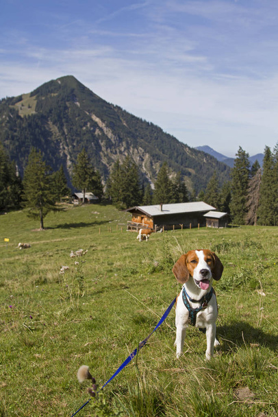 Beagle with  Bodenalm and mountain Wallberg - 写真・画像