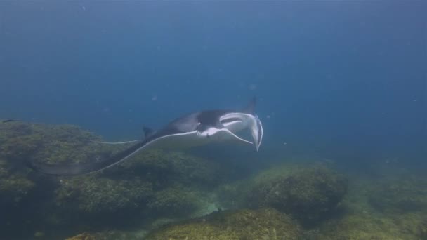 Manta Ray Gills Close Up. Gran Mantaray nadando en agua azul del mar. Vida marina tiro
 - Metraje, vídeo