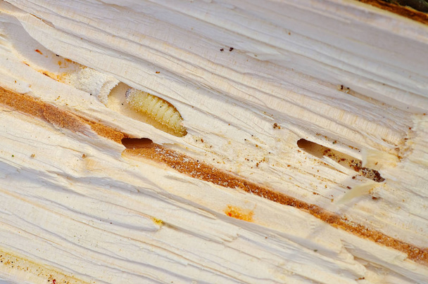 Bark Beetle pupae y galerías en madera
 - Foto, Imagen