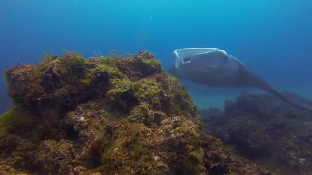 Manta Ray Mouth közelkép. Nagy Mánta Száj Széles Széles. Víz alatti nyílt tengeri élet - Felvétel, videó