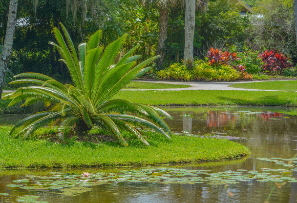 Cycas Siamensis (Cycas hihuaensis) в ботаническом саду Макки в Веро-Бич, округ Индиан-Ривер, Флорида, США
 - Фото, изображение