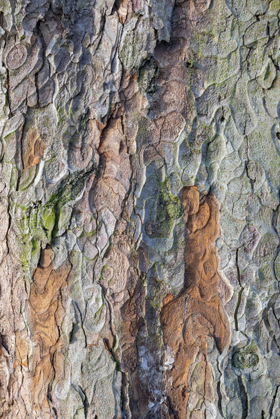 pattern of lime tree in detail as harmonic background - Photo, Image