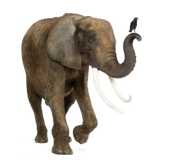 Afrikanischer Elefant mit Dohle auf dem Rüssel, isoliert - Foto, Bild