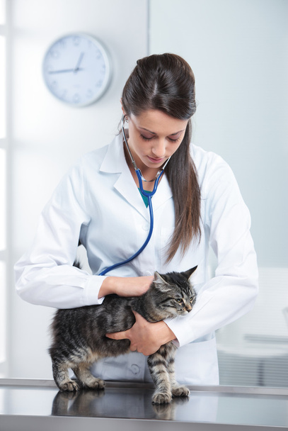 Veterinary caring of a cute cat - Fotoğraf, Görsel