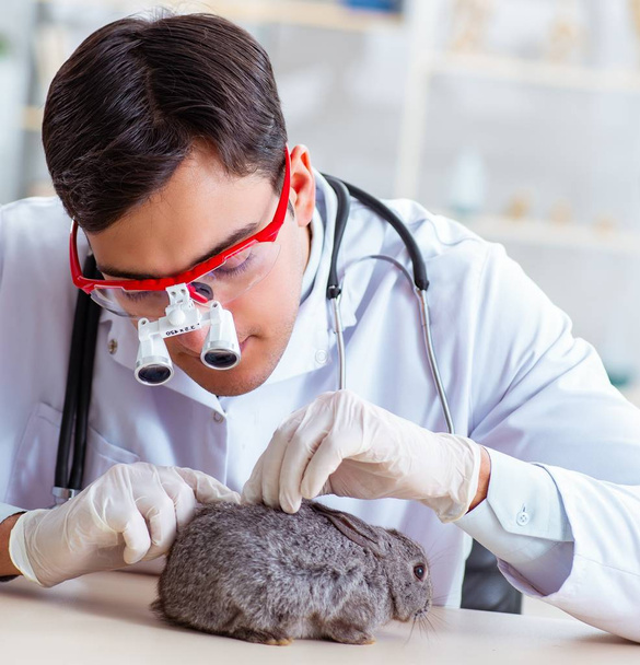 Vet γιατρός έλεγχο κουνέλι στην κλινική του - Φωτογραφία, εικόνα
