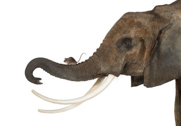 Nahaufnahme einer Maus, die isoliert auf dem Rüssel eines Elefanten steht - Foto, Bild