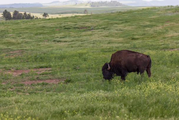 Bison Bull na pradaria
 - Foto, Imagem