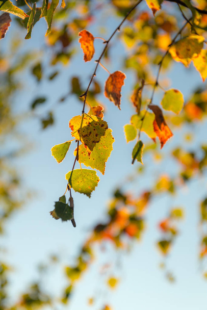 ramas de abedul de otoño contra el cielo - Foto, Imagen