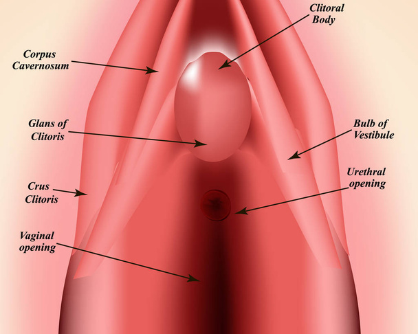 Структура вульвы. Структура клитора. Женские половые органы. Гименей. Инфографика. Векторная иллюстрация на изолированном фоне
. - Вектор,изображение