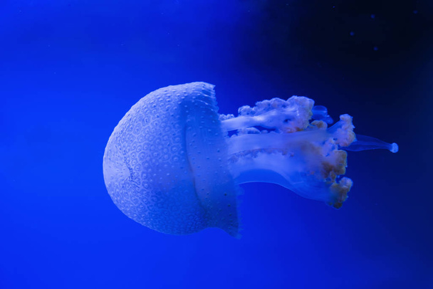 Sininen läpinäkyvä meduusa kelluu veden läpi sinisellä pohjalla. valkotäplämeduusat
  - Valokuva, kuva