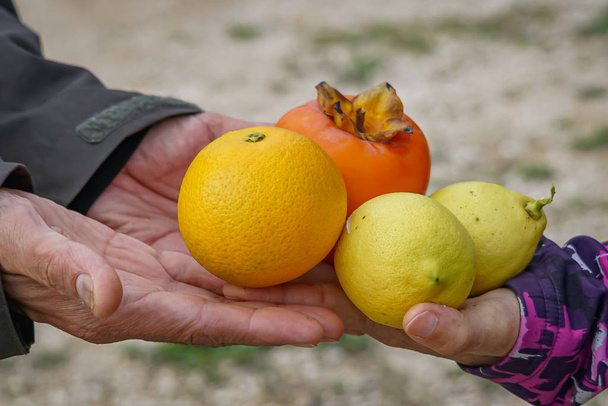 Persimmon, lemons and orange in four hands - Photo, Image
