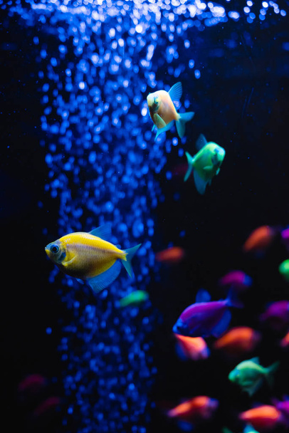 Belo grupo de peixes marinhos. Vida subaquática colorida. Aquário amarelo brilhante peixe ternário closeup. foco seletivo
 - Foto, Imagem