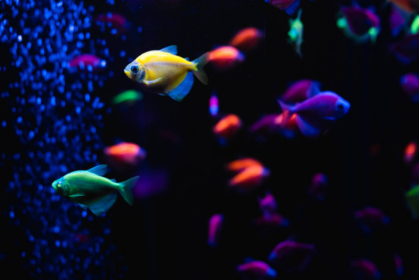 海の魚の美しいグループ。水中のカラフルな生活。明るい黄色の水族館魚の交差点の閉鎖。選択的焦点 - 写真・画像
