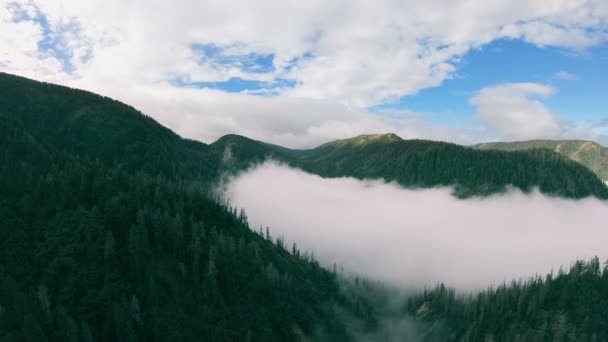 Panorama van het berglandschap. Vallei gevuld met mist en beboste bergen - Video
