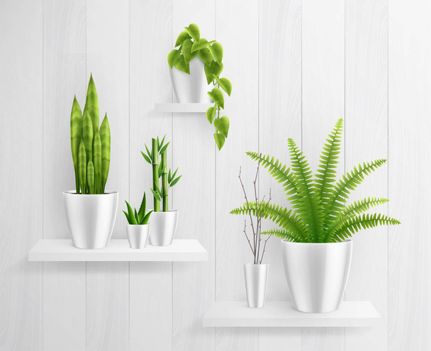 House Plants In Pot On Shelves Realistic Composition - Vector, Image
