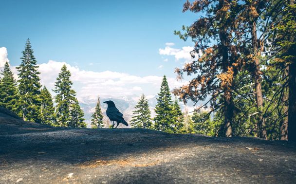 Panoramatický pohled s černou vránou z Glacier Point, Yosemitský národní park. Národní park v západní Sierra Nevada, pohoří Severní Kalifornie - Fotografie, Obrázek