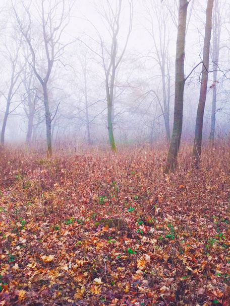 Fog in the forest on a dull foggy day  - Fotoğraf, Görsel
